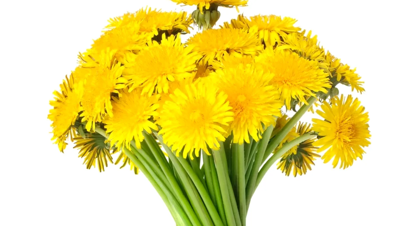 Cura de slăbire cu păpădie. Ce trebuie să faci pentru a scăpa de kilogramele în plus cu ajutorul păpădiei