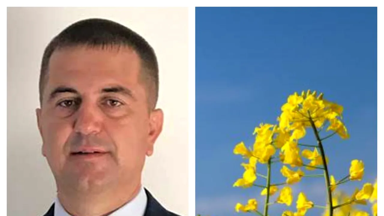 Românii PIERD BANI. Cultura de rapiță, în PERICOL. Ionel Arion, Pro Agro: „De trei ani, zero plante de RAPIȚĂ duse la recoltare!