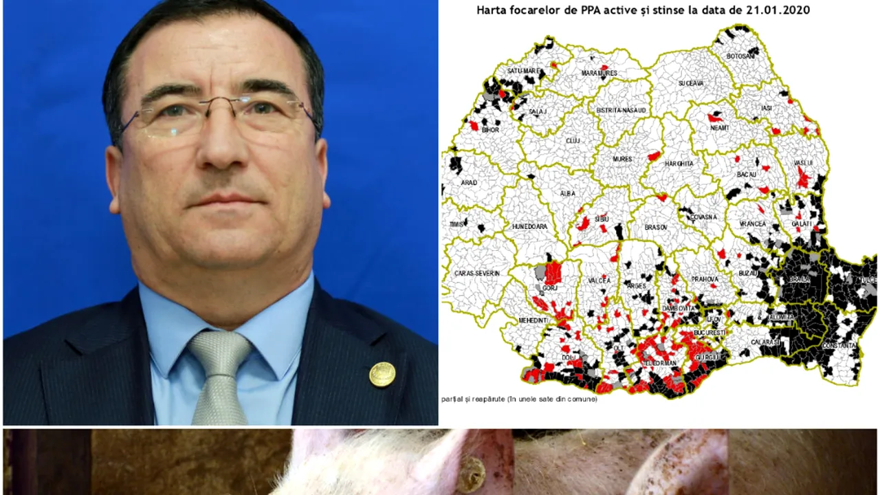 Nicio problemă în ferma de porci a fiului lui Alexandru Stănescu. Șeful Comisiei de Agricultură cere ANSVSA să se stabilească o zonă de biosecuritate și pentru gospodăriile populației