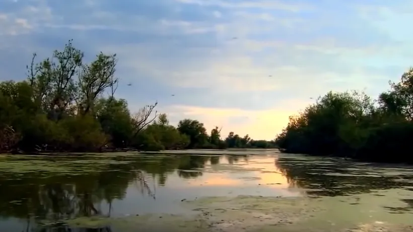 Cel mai rar ANIMAL pe care îl poți vedea în România se află în Delta Dunării. Mai sunt doar câteva perechi în toată lumea