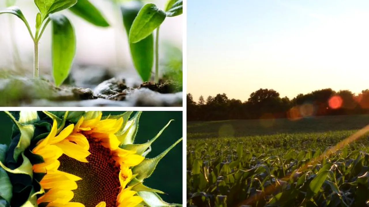 Câte autorizații temporare de utilizare a pesticidelor restricționate de UE a solicitat România în 10 ani. Care este cultura pentru care vom obține derogare în 2020