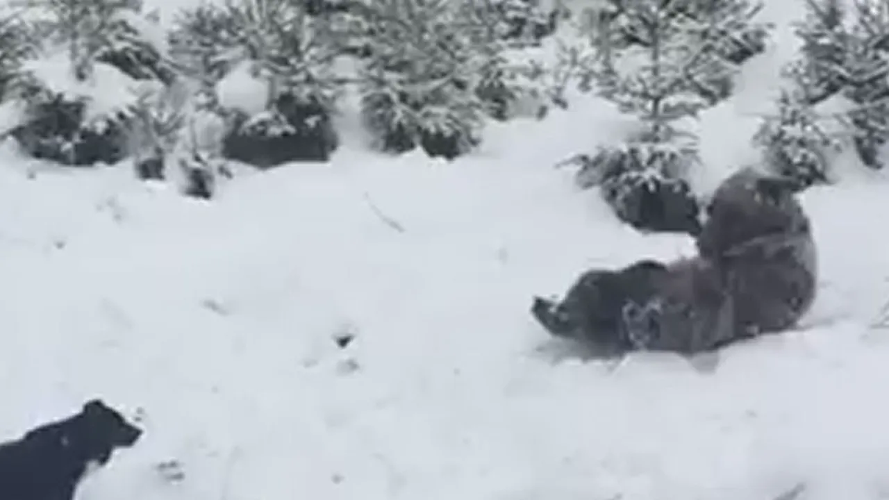 A nins pe Valea Prahovei: Un pui de urs a fost filmat în timp ce se juca în zăpadă. VIDEO