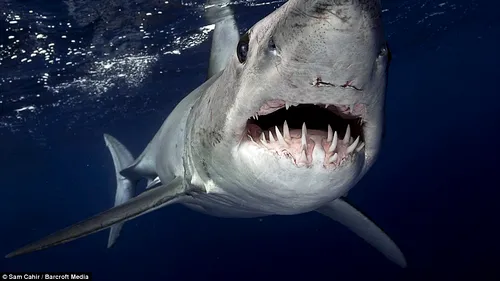 Supraviețuitorul unui atac de rechin a aflat răspunsul la întrebarea care l-a măcinat timp de 25 de ani. Ce specie era prădătorul