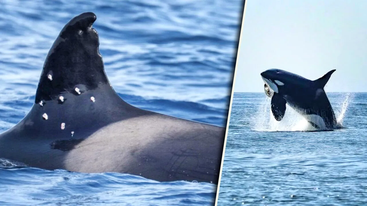 Toñi, cea mai bătrână orcă din Gibraltar, se află în pericol după ce a fost împușcată de marinari