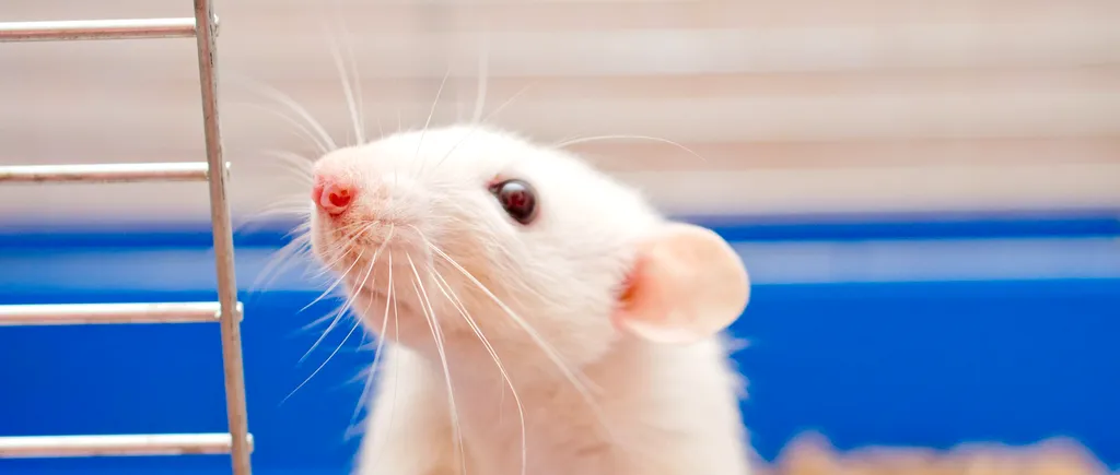 Metodă incredibilă: Mai mulți șoareci paralizați au putut merge din nou după un tratament aplicat de cercetătorii germani