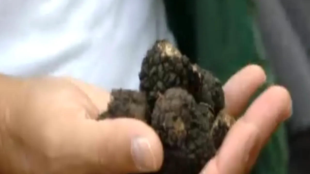 Sunt apreciate în Italia, însă puțini și le permit în România. Cât câștigă pe săptămână un culegător de trufe