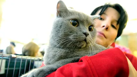 Pisicile, purtătoarele unui parazit care afectează în fiecare an 350.000 persoane, numai în Marea Britanie 