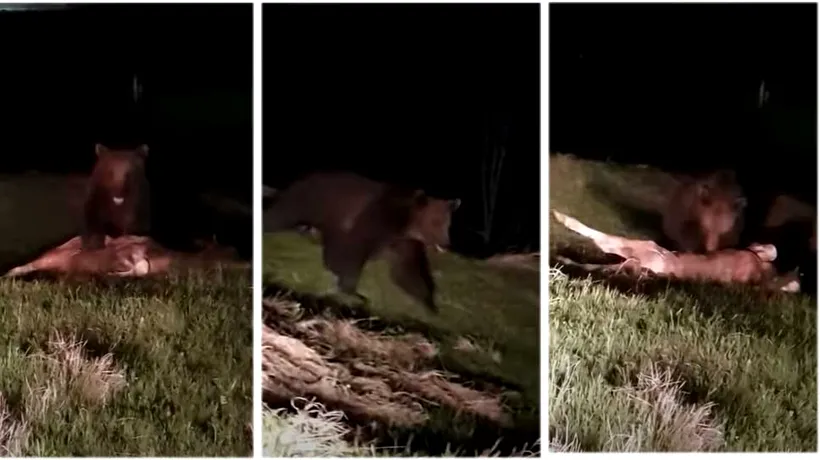 Ursul din Pojorâta, filmat de un sucevean în timp ce îi devora un vițel din ogradă - VIDEO
