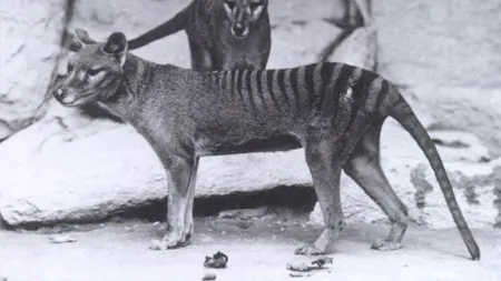 Peste 20 de specii de animale dispărute ar putea fi readuse la viață