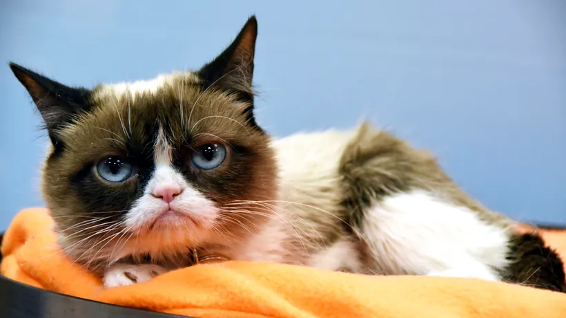 Despăgubire uriașă pentru Grumpy Cat. Imaginea celei mai faimoase pisici din lume, folosită ilegal