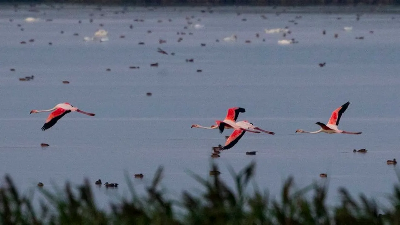Patru păsări flamingo, observate în Tulcea 