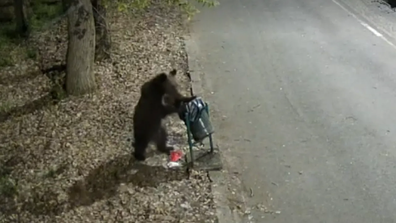 Autoritățile din Târgu Mureș sunt în alertă: un urs a fost surprins în zone frecventate de oameni