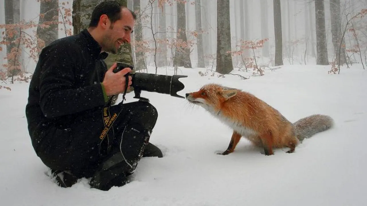 FOTOGRAFIA ZILEI în România: vulpea care a strâns mii de Like-uri și Share-uri pe Facebook