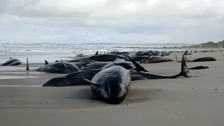 Tragedie ecologică în Australia. Peste 150 de BALENE eşuate pe o plajă izolată din Tasmania