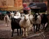 Rusia a interzis IMPORTUL de ovine și caprine din România