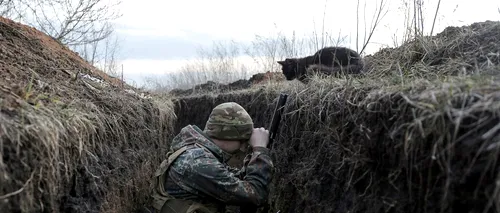 FOTO/VIDEO: Pisicile „de război” ale Ucrainei țin moralul soldaților ridicat și bolile departe de tranșee