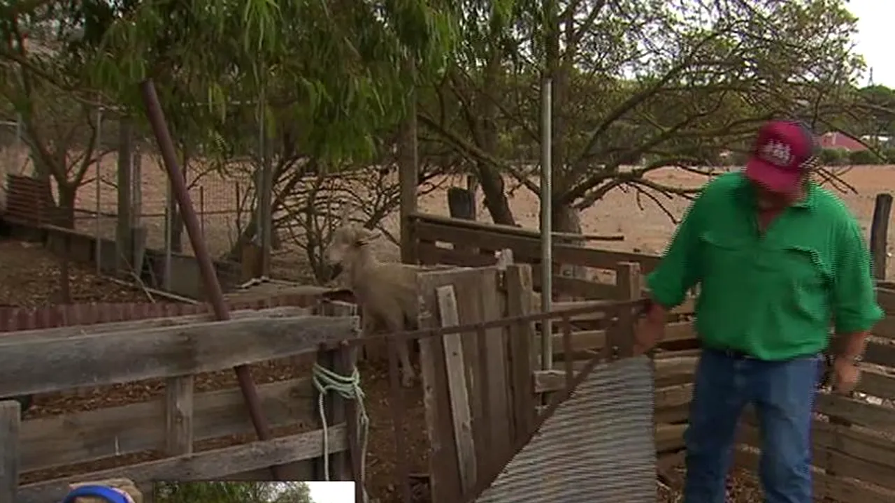 Un australian a renunțat la două lăzi de bere pentru a-l salva pe Joey, un „berbec-unicorn