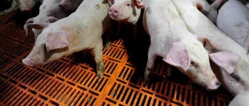 Fermierii ies în față: Cerem Guvernului să își asume uciderea preventivă a porcilor din gospodării