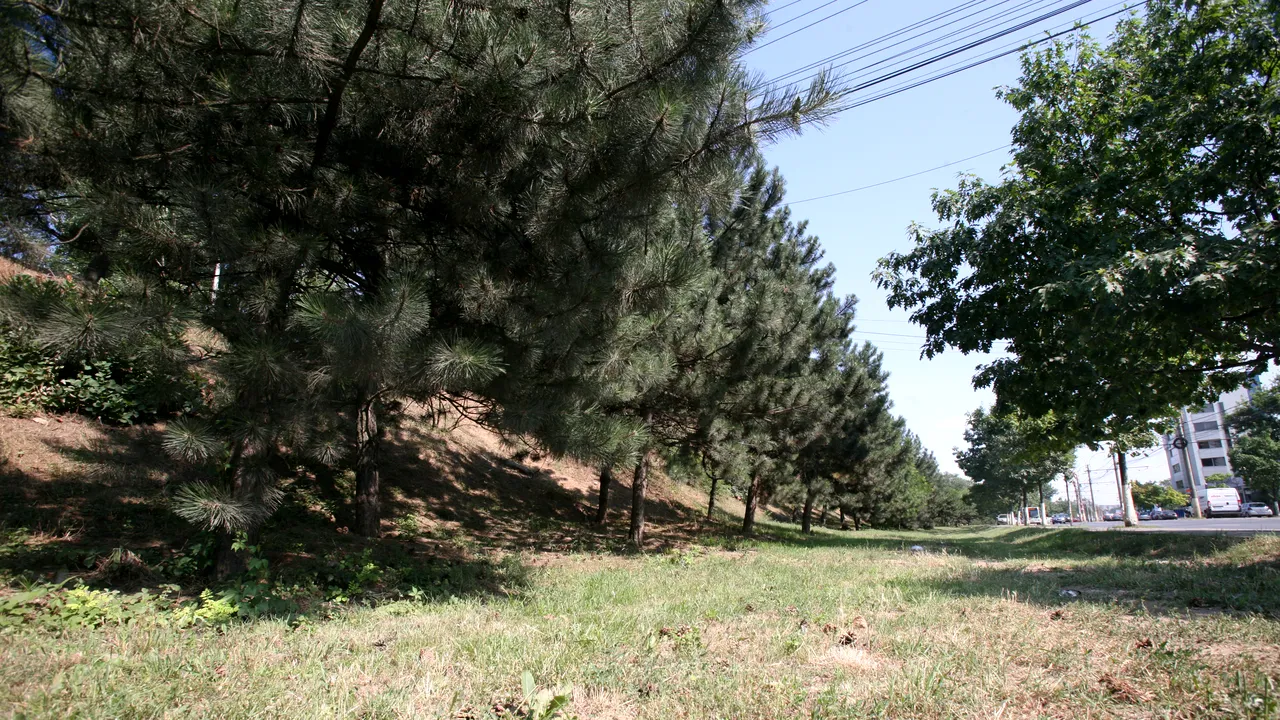 Demers inedit: Trei spații verzi dintr-o stațiune turistică, date spre „adopție