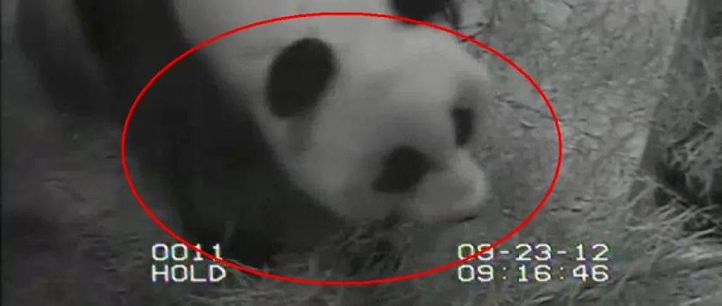 VIDEO. Cum depășește o traumă o ursoaică Panda