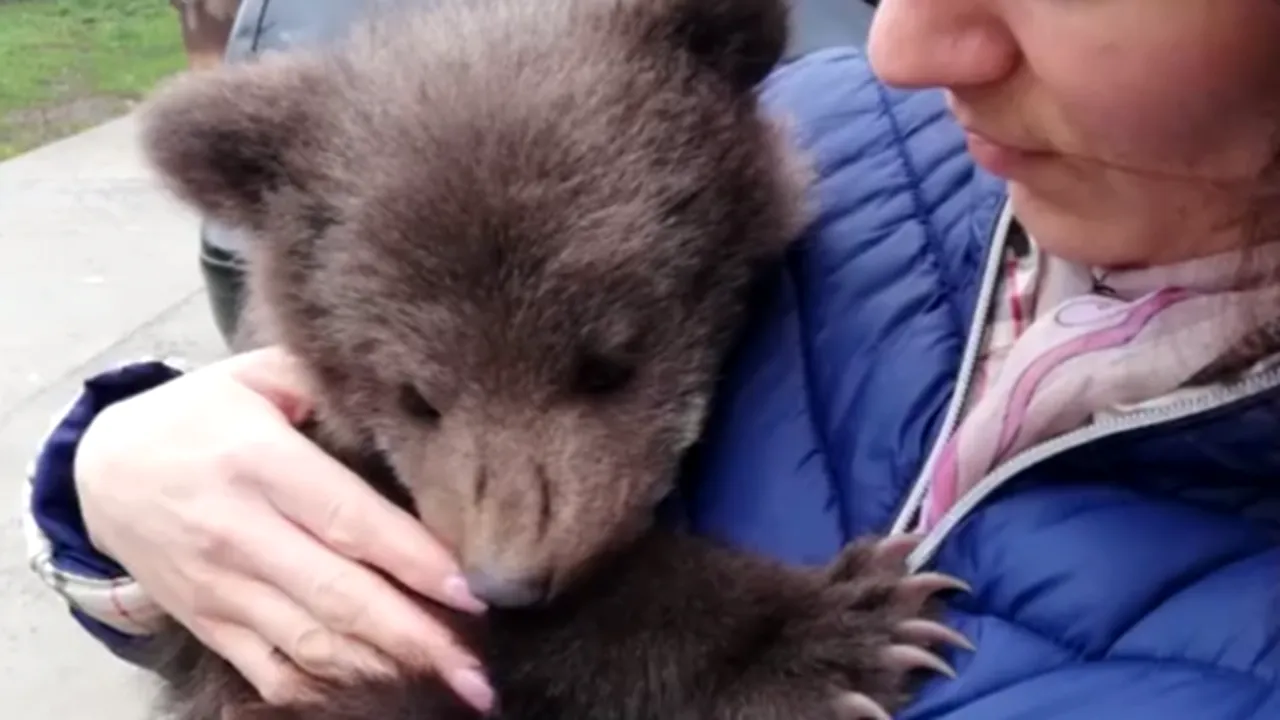 Un pui de urs, pierdut de mama lui, salvat din apele unui râu - VIDEO