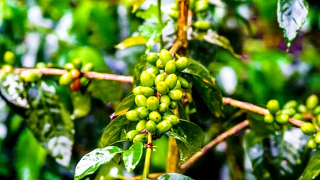 Reuters: Preţurile cafelei vor exploda din cauza celui mai grav val de frig din ultimele decenii din Brazilia