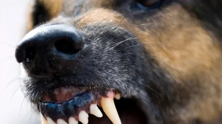 Un copil de 4 ani a murit după ce a fost mușcat de maidanezi, în zona Parcului Tei din Capitală. Prima reacție a primarului Onțanu