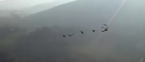 VIDEO: De ce zboară păsările în stoluri în formă de V