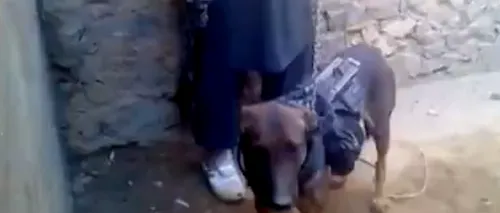 VIDEO - Talibanii afgani au capturat un câine al armatei americane. Ce au găsit asupra animalului