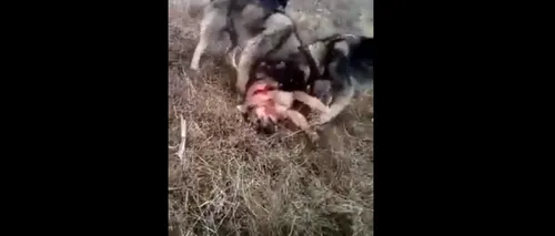 VIDEO Distracție macabră la o stână din Bistrița-Năsăud. Un câine este sfâșiat de mai mulți carpatini, la cererea a doi tineri ciobani 