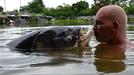 A mers în Thailanda la pescuit și a prins cel mai mare crap din lume. Cum arată 