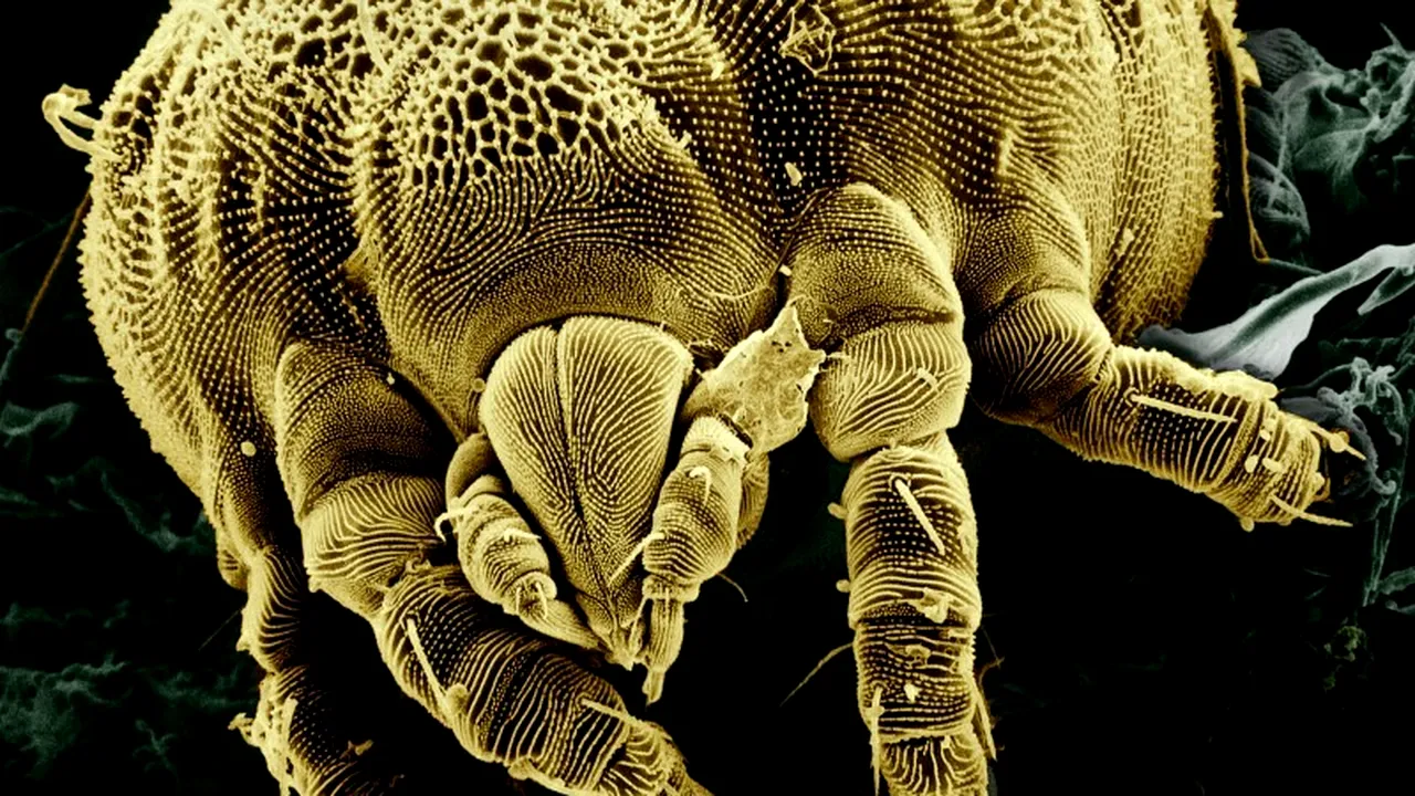 Descoperirea care contrazice teoria legată de evoluția organismelor