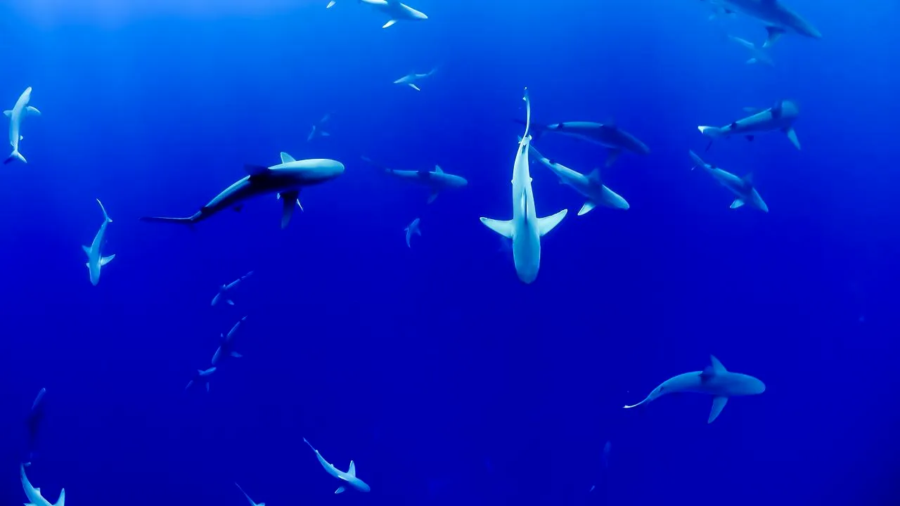 Când a fost văzut ultima oară rechinul din zona litoralului românesc. 