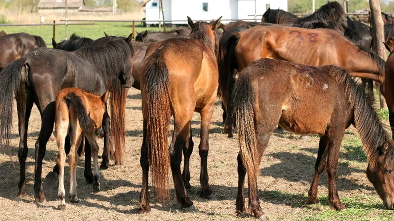 The Independent on Sunday: Cai sacrificați în Marea Britanie pentru consum în UE, contaminați cu fenilbutazonă