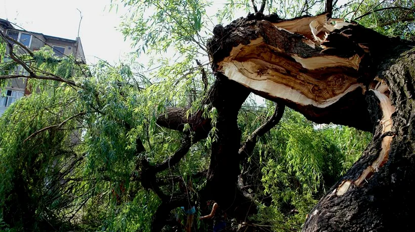 O furtună puternică a doborât copacii pe o suprafață de 55 de hectare