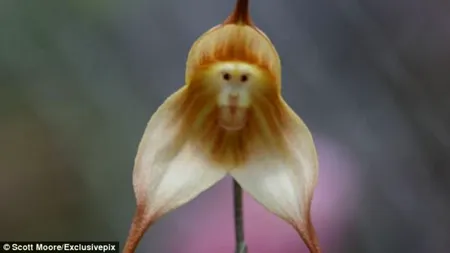 GALERIE FOTO. Specialiștii au botezat-o orhideea-maimuță