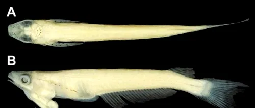 Un pește al cărui penis este situat la nivelul gâtului, descoperit în Vietnam