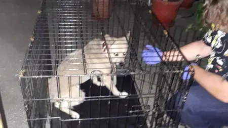 EXCLUSIV. Câinele lui Costin Mărculescu, dus într-un adăpost pentru animale abandonate. Ce soartă îl așteaptă pe Maxy, animalul rămas pe drumuri după moartea stăpânului său