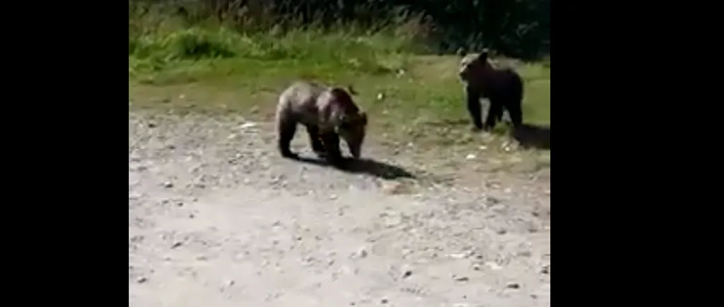 Imagini revoltătoare cu un bărbat care își îndeamnă fiul să se apropie de urșii de pe marginea drumului de munte! „Hai, mă, că sunt mici, mă bat cu ei!”