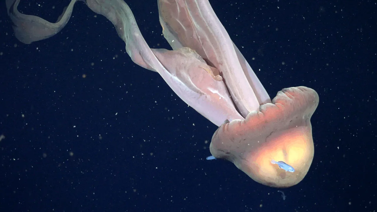 Una dintre cele mai rare creaturi marine a fost surprinsă în Argentina. La ce adâncime a fost filmată meduza care are „dimensiunea unui autobuz“