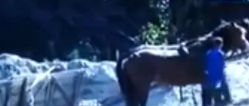 Gorjeni anchetați penal de Poliție după ce au fost filmați lovind violent doi cai de la o căruță