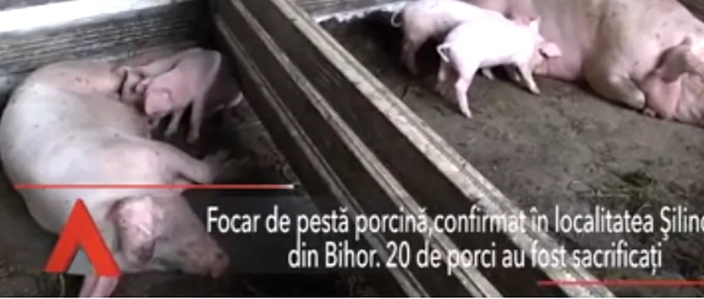 PESTA PORCINĂ: În Bihor 20 de porci au fost sacrificați. În Teleorman se vor aloca 84.000 de lei pentru limitarea efectelor virusului