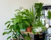 Cele mai bune PLANTE de apartament. Purifică aerul și sunt ușor de îngrijit