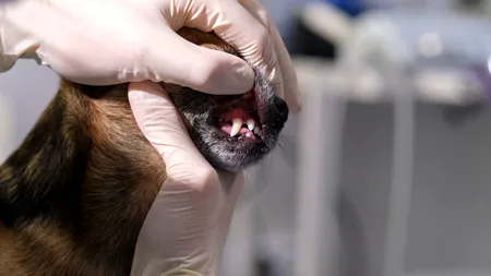 Un bărbat din Iași a murit de RABIE, după ce a fost mușcat de un câine. Primul caz fatal din ultimii 13 ani, din România