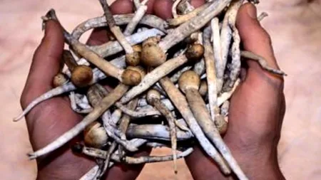 Percheziții la persoane suspectate de cultivare și deținere de ciuperci halucinogene