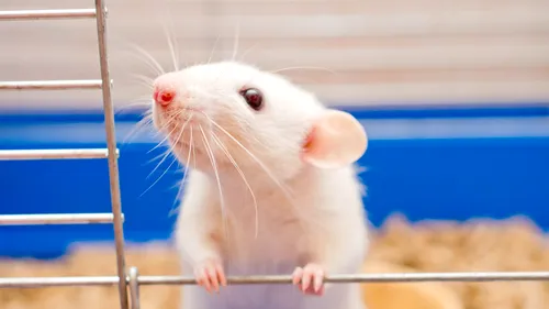 Metodă incredibilă: Mai mulți șoareci paralizați au putut merge din nou după un tratament aplicat de cercetătorii germani