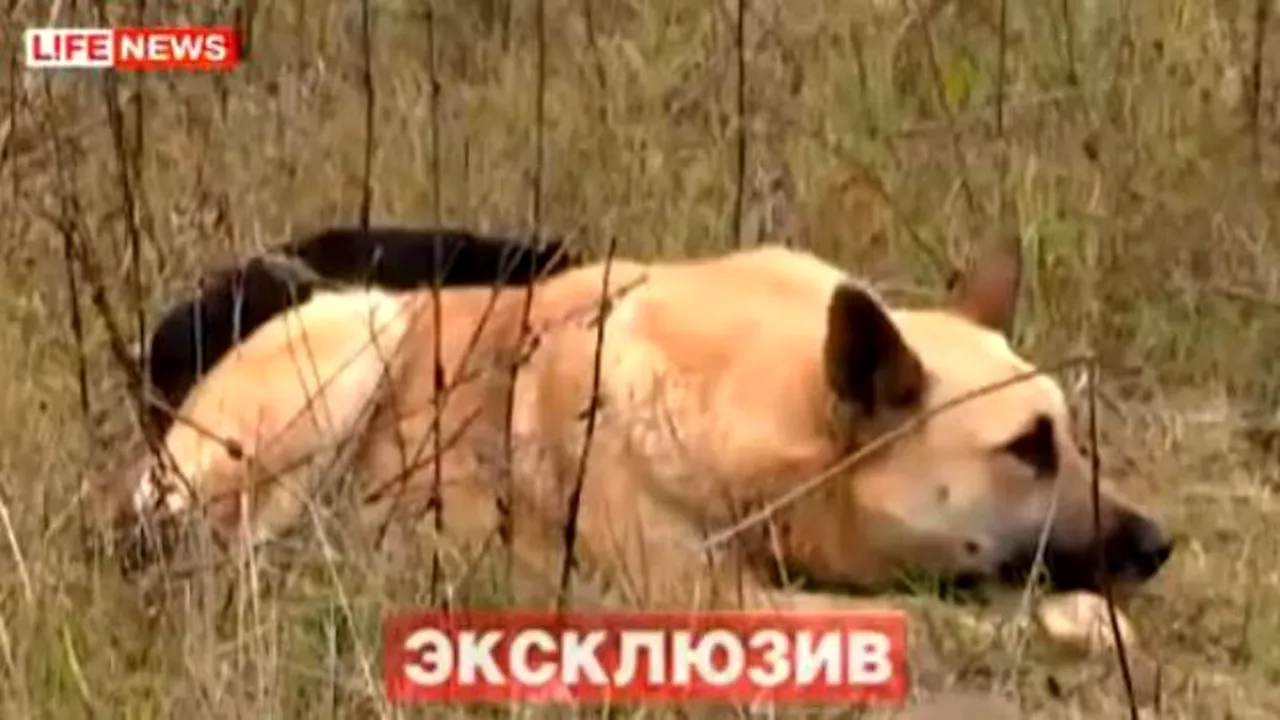 LOIALITATE DE CÂINE. Și-a păzit prietenul mort timp de șapte zile. VIDEO