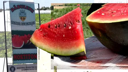 Ce preț vor avea PEPENII românești la tarabă. Fermierii și-au făcut deja planul!