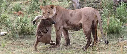 Reacția acestei leoaice când și-a dat seama că femela babuin pe care tocmai o ucisese are un pui. Ce a urmat ESTE ULUITOR