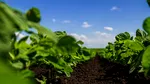 Roboți în agricultura în China. Oamenii nu mai smulg buruienile cu mâna, o fac mașinile cu laser. Cum arată „minunea”